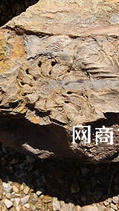 网商贷逾期一天会有多少罚息 网商贷逾期一天会有多少罚息