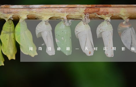 网商贷逾期一天对花呗影响大不大 网商贷逾期一天对花呗影响大不大