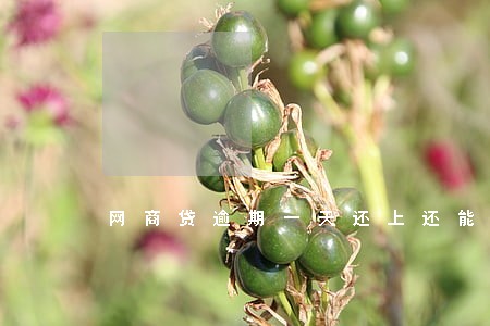 网商贷逾期一天还上还能借吗 网商贷逾期一天还上还能借吗