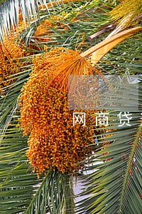 网商贷逾期一天还完了没额度 网商贷逾期一天还完了没额度