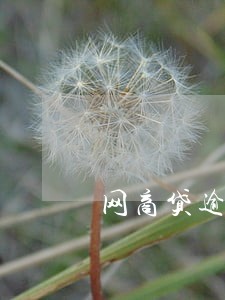 网商贷逾期三千多截图 网商贷逾期三千多截图