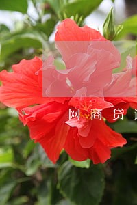 网商贷逾期三年了如何协商解决 网商贷逾期三年了如何协商解决