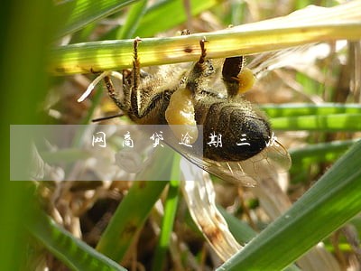 网商贷逾期三次 网商贷逾期三次