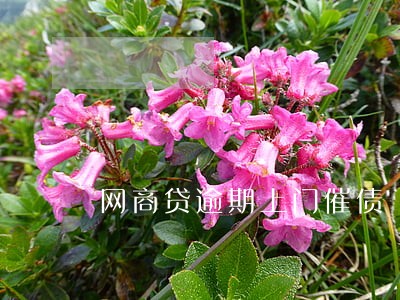 网商贷逾期上门催债 网商贷逾期上门催债