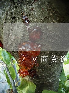 网商贷逾期不同意协商 网商贷逾期不同意协商