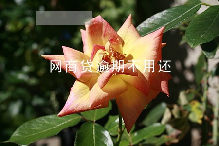 网商贷逾期不用还