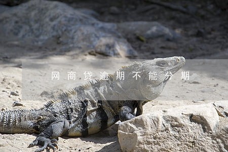 网商贷逾期不能分期