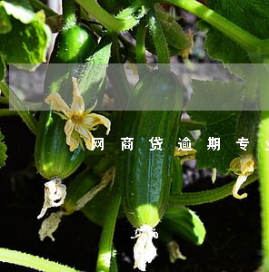 网商贷逾期专业协商