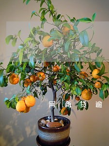 网商贷逾期两天了怎么办 网商贷逾期两天了怎么办