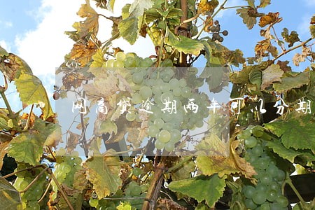 网商贷逾期两年可以分期吗 网商贷逾期两年可以分期吗