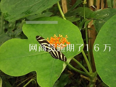 网商贷逾期了16万 网商贷逾期了16万