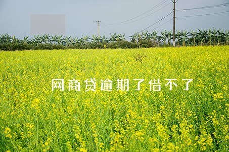 网商贷逾期了借不了