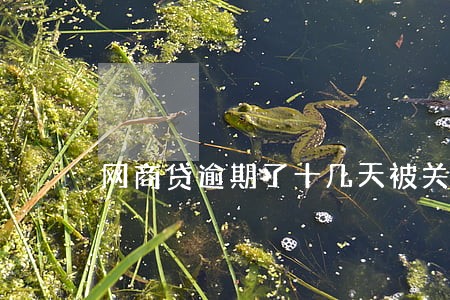 网商贷逾期了十几天被关 网商贷逾期了十几天被关
