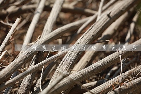 网商贷逾期了协商先息后本 网商贷逾期了协商先息后本