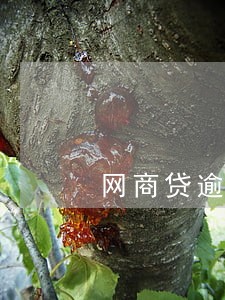 网商贷逾期了多久可以恢复 网商贷逾期了多久可以恢复
