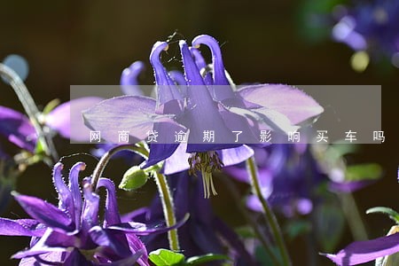 网商贷逾期了影响买车吗 网商贷逾期了影响买车吗