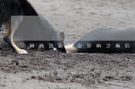 网商贷逾期会影响芝麻信用吗 网商贷逾期会影响芝麻信用吗