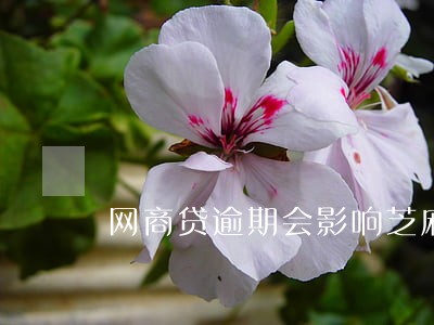 网商贷逾期会影响芝麻信用哦吗 网商贷逾期会影响芝麻信用哦吗