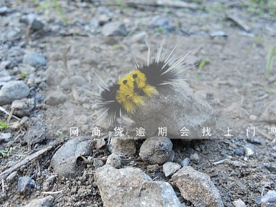 网商贷逾期会找上门吗 网商贷逾期会找上门吗