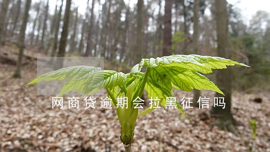 网商贷逾期会拉黑征信吗 网商贷逾期会拉黑征信吗