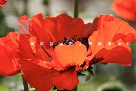 网商贷逾期会暴通讯录吗 网商贷逾期会暴通讯录吗