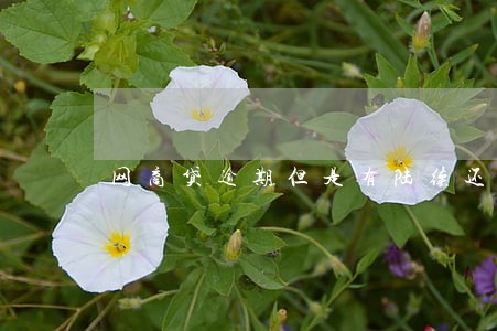 网商贷逾期但是有陆续还 网商贷逾期但是有陆续还