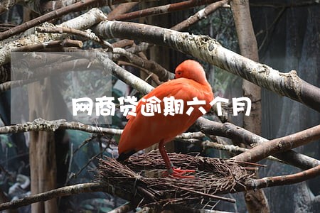 网商贷逾期六个月 网商贷逾期六个月