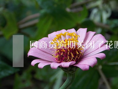 网商贷逾期关闭了花呗 网商贷逾期关闭了花呗