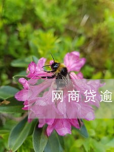 网商贷逾期几天会有影响 网商贷逾期几天会有影响