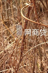 网商贷逾期利息会一直算吗 网商贷逾期利息会一直算吗