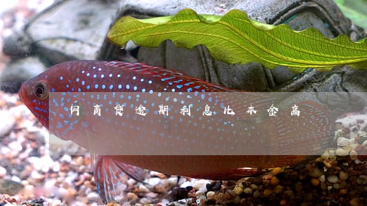 网商贷逾期利息比本金高 网商贷逾期利息比本金高