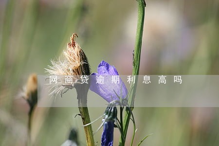 网商贷逾期利息高吗 网商贷逾期利息高吗