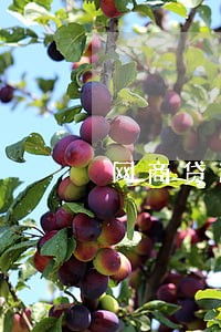 网商贷逾期十多天 网商贷逾期十多天