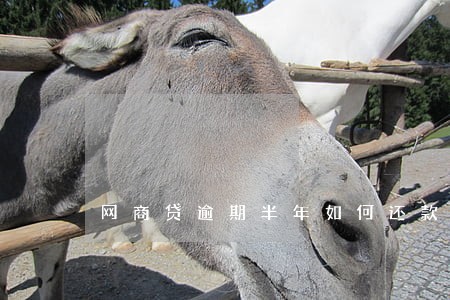 网商贷逾期半年如何还款 网商贷逾期半年如何还款