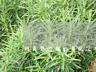 网商贷逾期协商说没有这个方案 网商贷逾期协商说没有这个方案