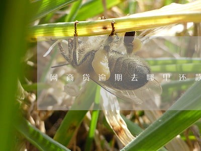 网商贷逾期去哪里还款 网商贷逾期去哪里还款