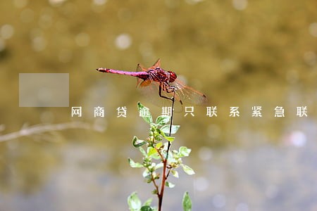 网商贷逾期只联系紧急联系人吗 网商贷逾期只联系紧急联系人吗