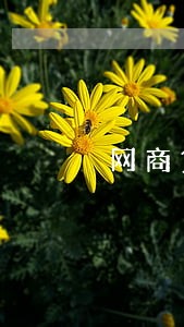 网商贷逾期可以下款吗 网商贷逾期可以下款吗