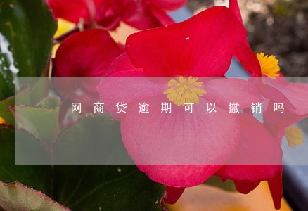 网商贷逾期可以撤销吗 网商贷逾期可以撤销吗