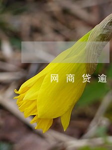 网商贷逾期可以申请办理分期吗 网商贷逾期可以申请办理分期吗