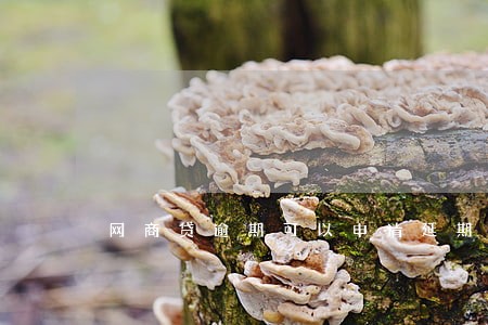 网商贷逾期可以申请延期吗 网商贷逾期可以申请延期吗