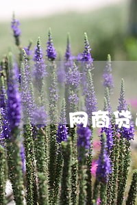 网商贷逾期名下的网店会被封店