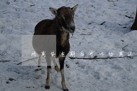 网商贷逾期后可以协商还款吗 网商贷逾期后可以协商还款吗