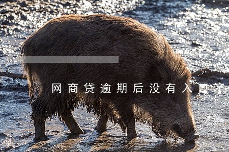 网商贷逾期后没有入口了