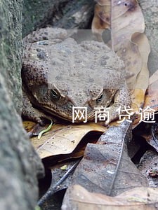 网商贷逾期后自动扣款正常吗 网商贷逾期后自动扣款正常吗