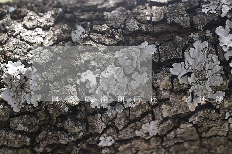 网商贷逾期后还上了还能用吗 网商贷逾期后还上了还能用吗
