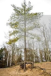 网商贷逾期后还款先还本金吗 网商贷逾期后还款先还本金吗