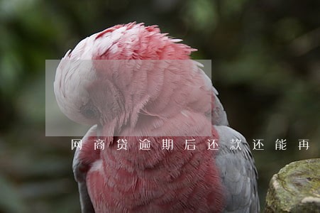 网商贷逾期后还款还能再借吗 网商贷逾期后还款还能再借吗