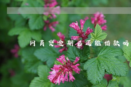 网商贷逾期后还能借款吗 网商贷逾期后还能借款吗