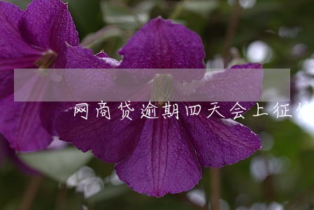 网商贷逾期四天会上征信吗 网商贷逾期四天会上征信吗